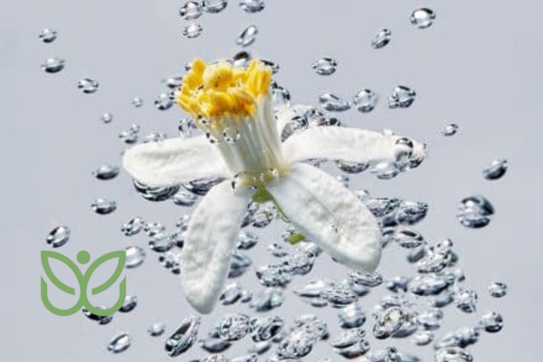 Eau de Fleur d'Oranger Cheveux 1 admin