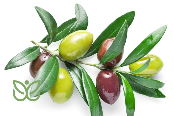 Feuille d'Olivier 1 admin