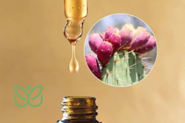 huile figue barbarie 1 huile figue de barbarie