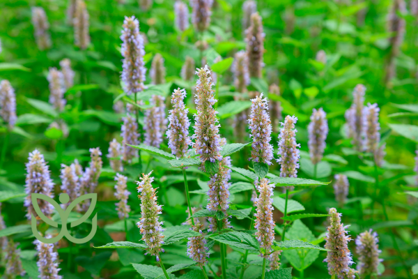 patchouli 1 patchouli